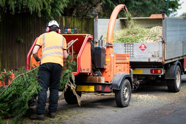 Candlewick Lake, IL Tree Care Services Company