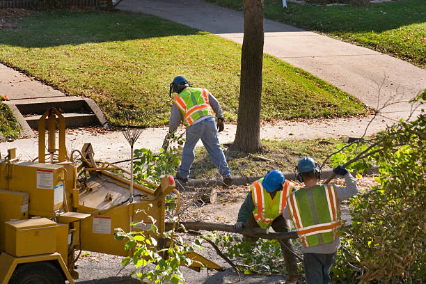 Lawn Renovation and Restoration in Candlewick Lake, IL